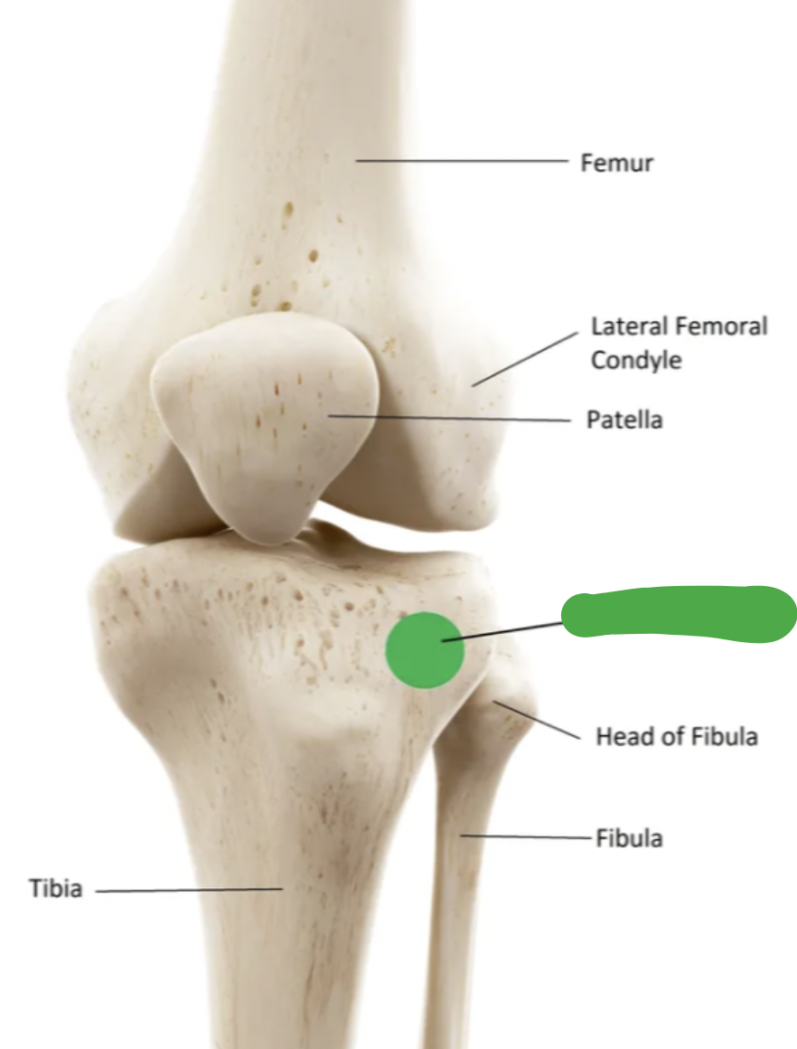 <p>proximal end of tibia:</p>