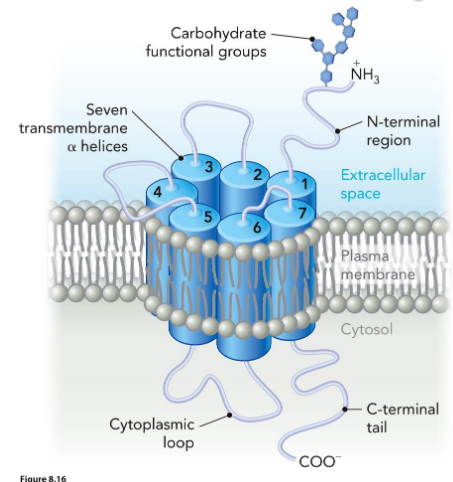 <ul><li><p>involved in sensory perceptions such as: Vision, Taste, Smell  </p></li><li><p>Contain seven trans-membrane alpha helices </p></li><li><p>Also called “serpentine” receptors or 7-transmembrane receptors</p></li></ul><p>ex. rhodopsin (responds to photon) </p>