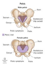 <p>pelvis sexing</p>