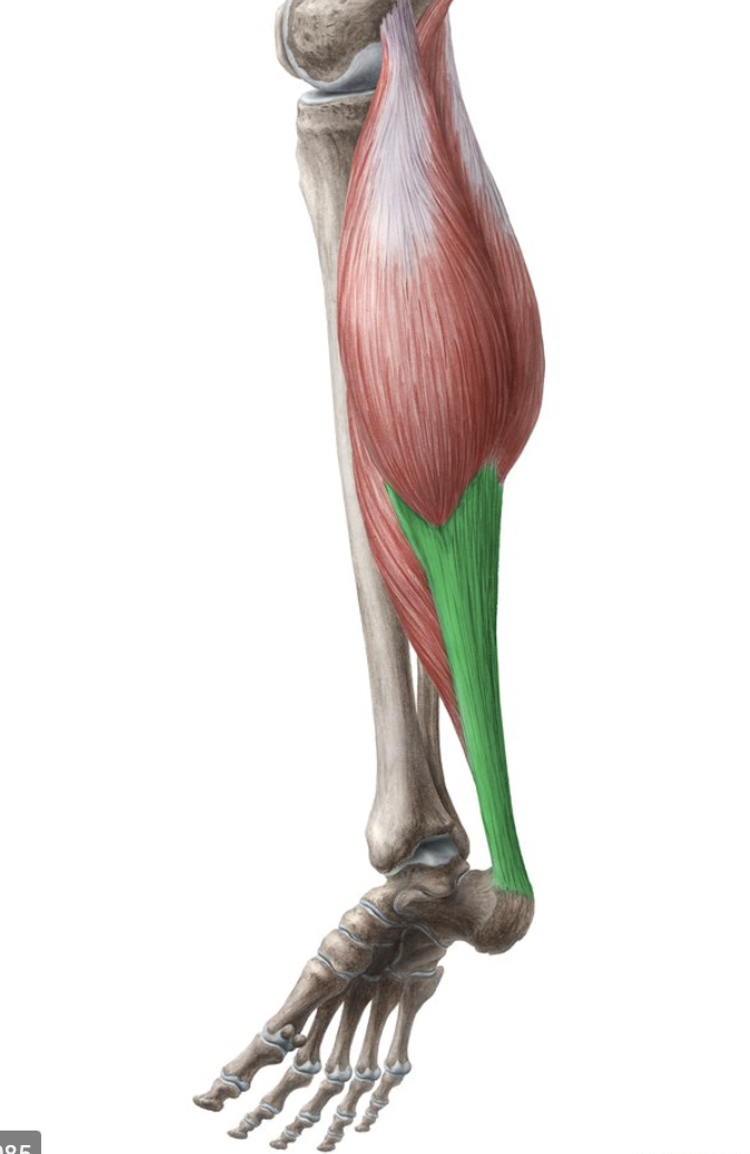 <p>connects muscle of back calf to heel bone</p>