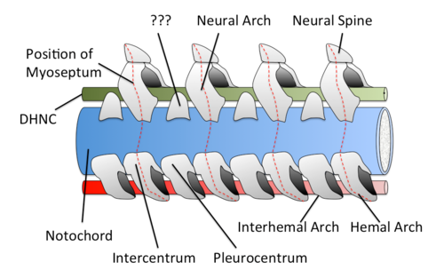 AKA intercalary --> A type of dorsal arch that protects the neural tube