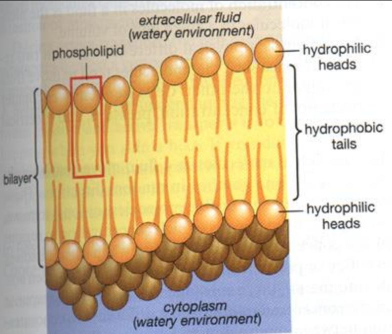 <ul><li><p>Lipid bilayer made of phospholipids (phosphate w/2 fatty acid tails)</p><ul><li><p>polar phosphate head - hydrophilic</p><ul><li><p>face cytoplasm + extra cellular liquid</p></li></ul></li><li><p>nonpolar fatty acid tail - hydrophobic</p><ul><li><p>orient together in middle</p></li></ul></li></ul></li><li><p>Contains proteins, sterols, embedded in membrane</p></li></ul><p></p>