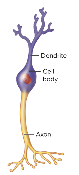 <p>What type of neuron is this, and how do you know?</p>