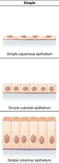 <p>1 layer of cells</p>