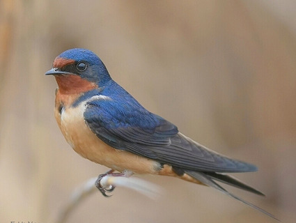 <p>Hirundo rustica</p>