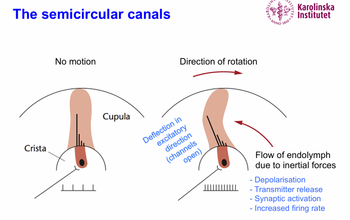 <p>Endolymph flows in due to inertial forces</p><p>Results in depolarization, transmitter release, synaptic activation</p>