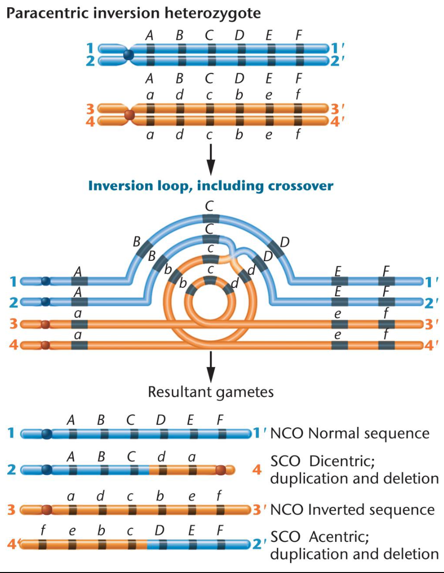 <p><span>Inversion heterozygotes</span></p><p><span><br>-Organisms with one inverted chromosome and one noninverted homolog<br>-Pairing between these two chromosomes requires inversion loop</span></p>