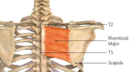 <p>Rhomboid Major</p>