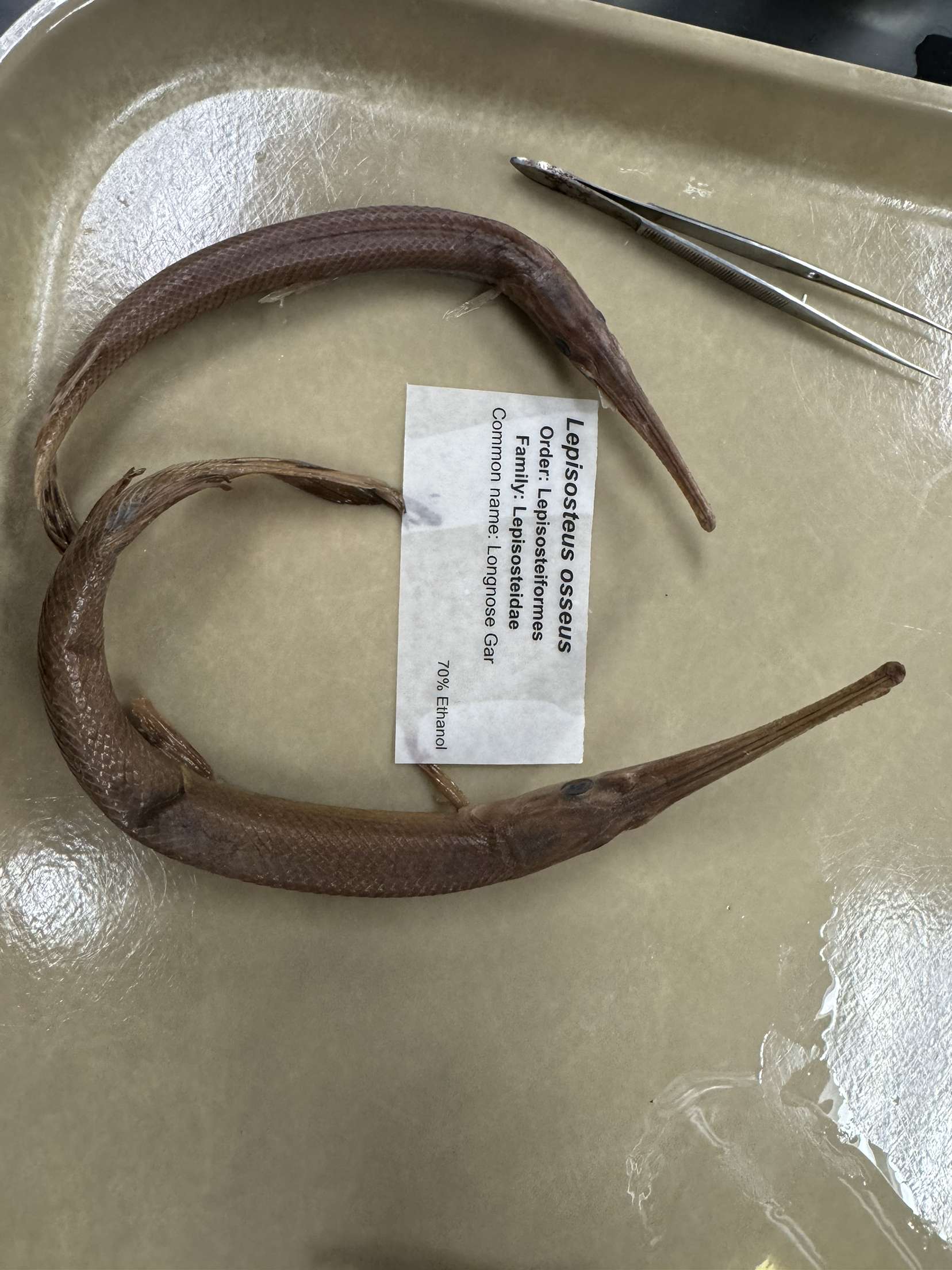 <p>Lepisosteus osseus</p>