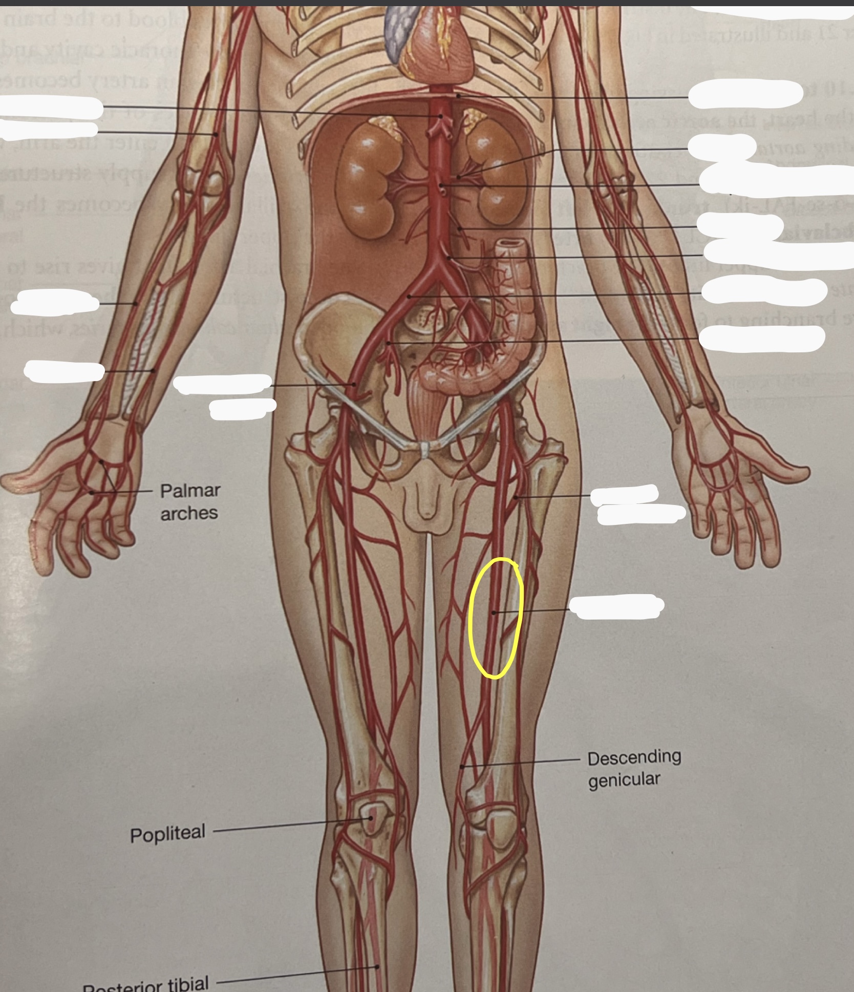 knowt flashcard image