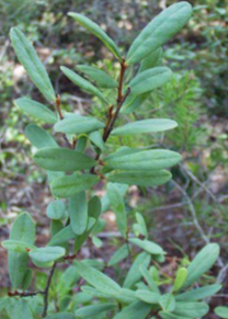 <p>-blunted leaf ends</p><p>-woody stem with no leaves</p><p>-grows on the ground</p><p>-webby veins</p><p>-leaves can be leathery and oblong </p><p>-underside of leaf can have reddish brown hair</p>
