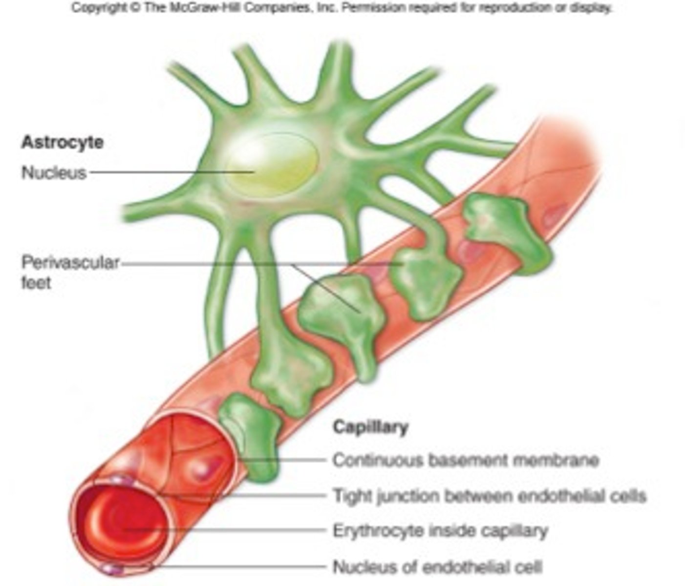 <p>A selective barrier that prevents unwanted materials from leaving the blood & entering fluid around the CNS</p>