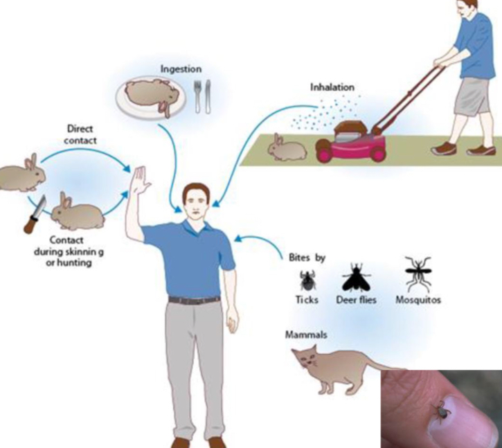 <ul><li><p>Skin contact/insect bite</p></li><li><p>Ingestion</p></li><li><p>Inhalation</p></li></ul><p></p>