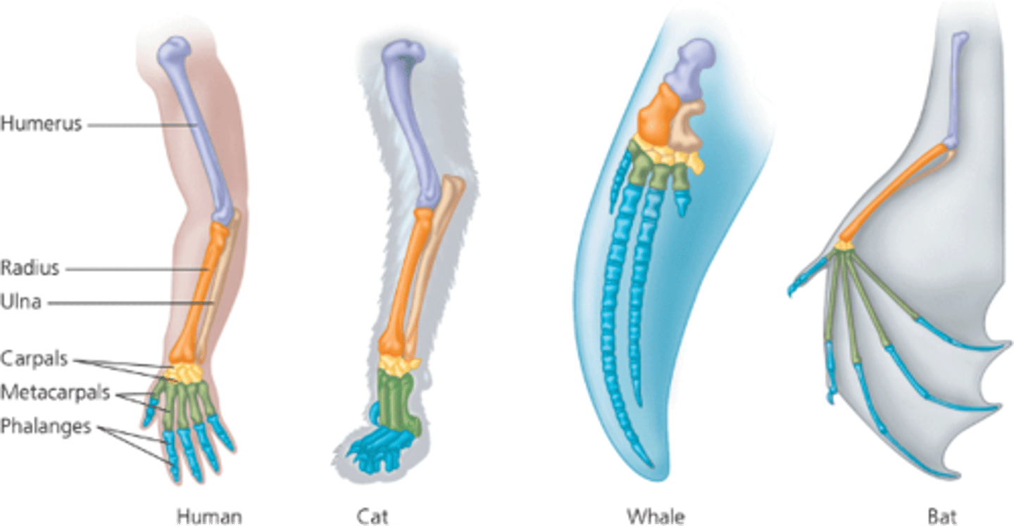 <p>body part of organisms that are similar in structure and position but different in function</p>