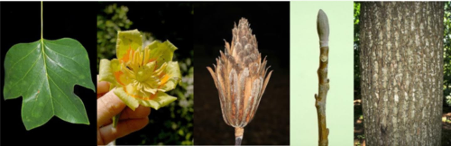 <p>Leaves: alternate, simple, 3-8" long/wide; broad truncate apex (at base and leaf tip) with short acuminate lobe on each side, rounded or truncate base (like hippo foot); pale beneath, petiole 2-4". Good yellow fall color.</p><p>Twigs: aromatic when crushed (smells sweet)/tastes very bitter; has distinct stipule scars surrounding the entire stem circumference at nodes; pith is chambered.</p><p>Buds: valvate buds (like a duck's bill), covered with bloom, green-brownish</p><p>Flowers: perfect w/ 6 greenish yellow petals in 2 rows, reflexed sepals, interior of corolla orange May to June (look like a tulip); beautiful.</p><p>Fruit: aggregate of samaras, persistent in winter. Good ID feature in winter. Winter food source for foraging birds, squirrels.</p><p>Bark: gray w/ interlacing, dark furrows separated by flattened gray ridges.</p><p>Form/Silvics: Mature size, 70-90' tall. Prefers deep, well drained, moist, slightly acid loam soils.</p>