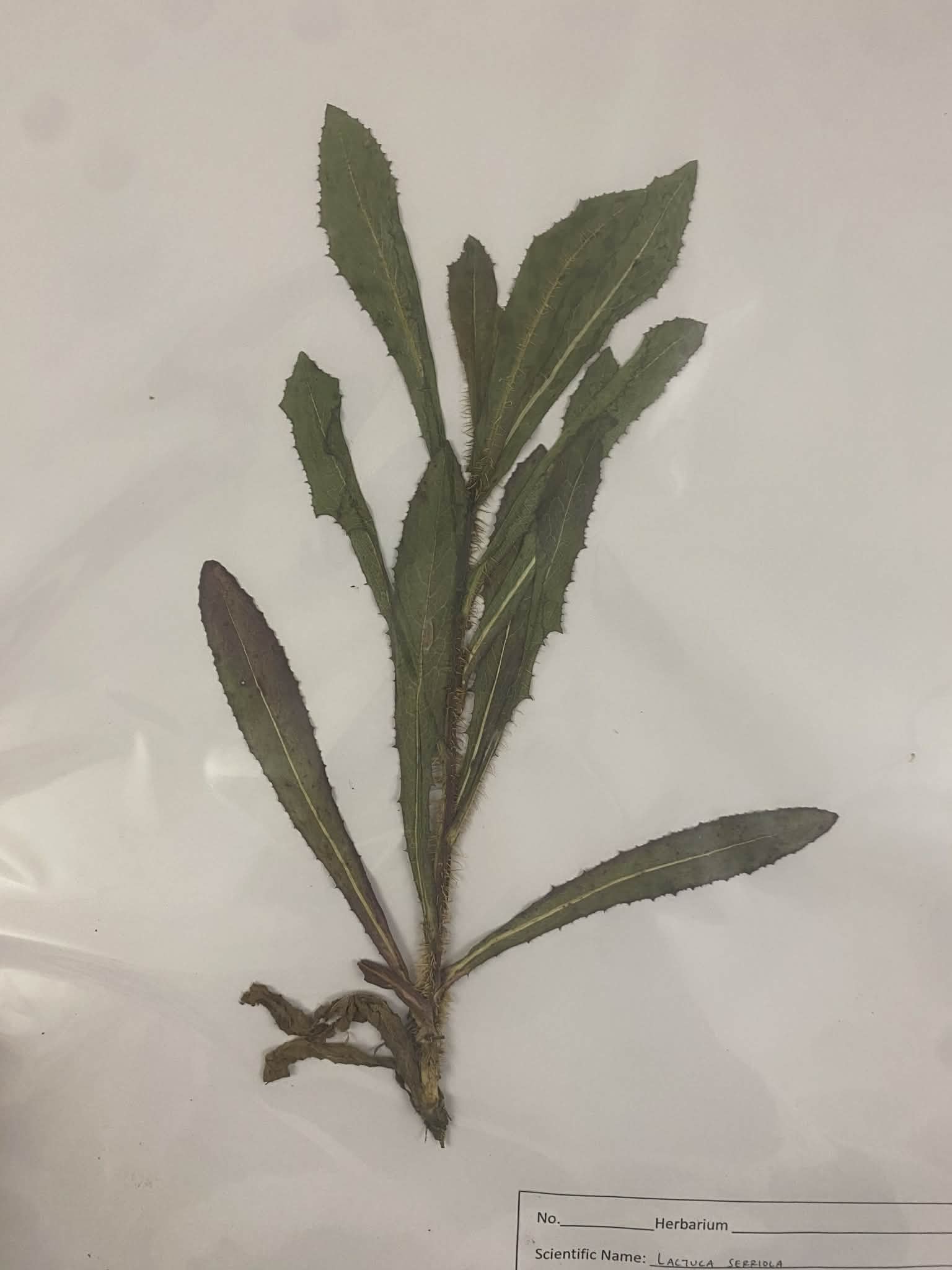 <p>Cichorieae, A, N, lactuca serriola, prickly lettuce</p>