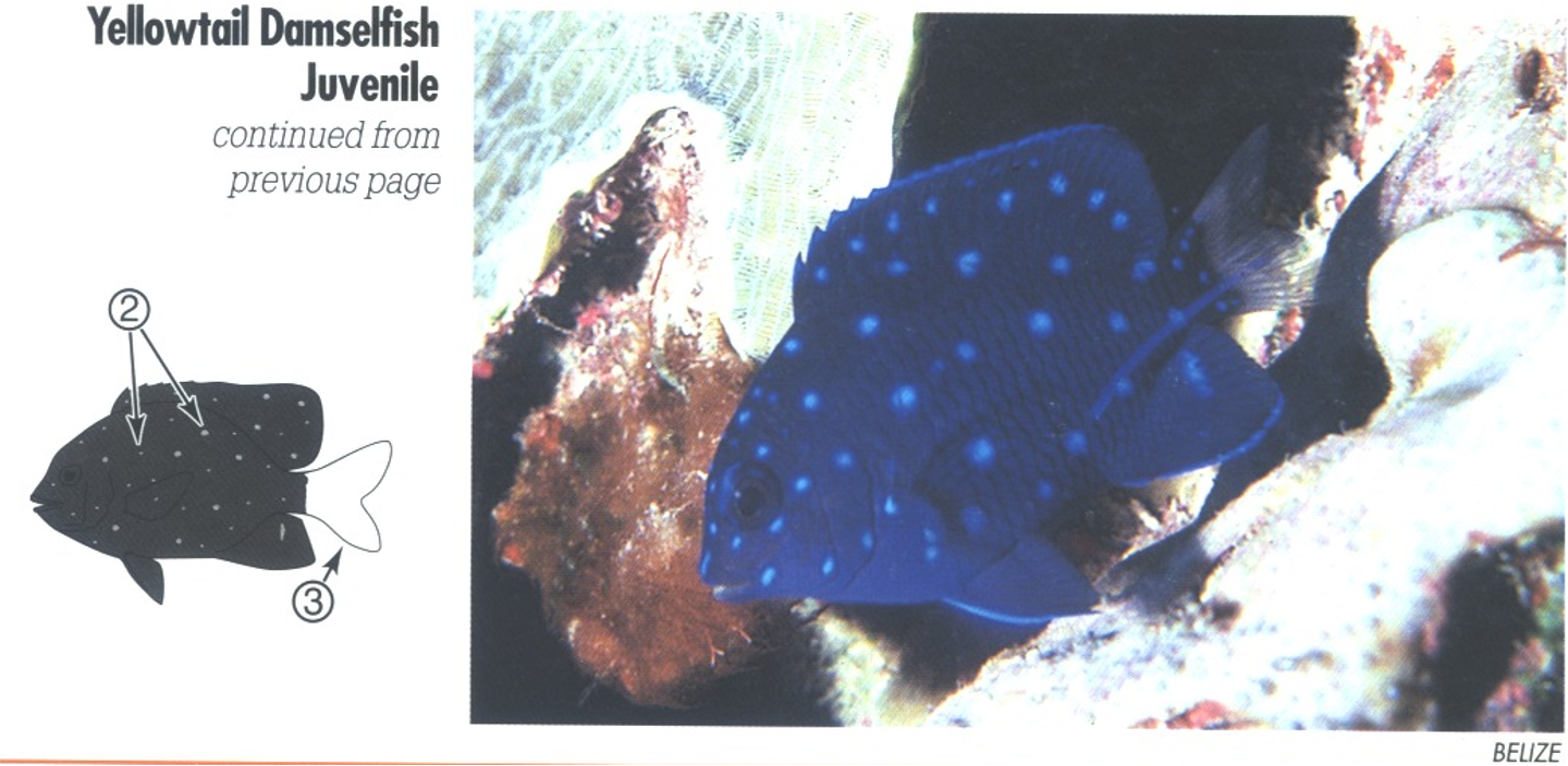<p><span>JUVENILE: 2. Brilliant blue dots on dark blue. (Occasionally called Jewelfish because of these gem-like dots.) 3. Translucent to whitish tail, changes to yellow with maturity.</span></p>