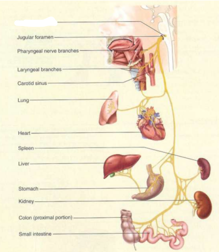 zenuw, type, functie, craniale foramen