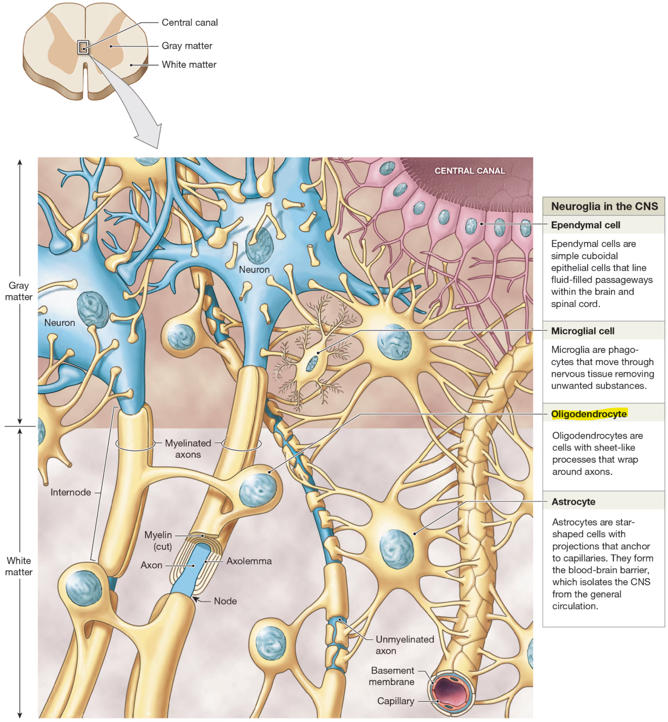 <ul><li><p>cells with sheet-like processes that wrap around axons</p></li><li><p>help form myelin sheath</p></li><li><p>provide structural framework</p></li></ul><p></p>