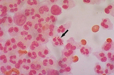 <p>neutrophils</p>