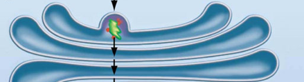 <p>The Endomembrane System step 3</p>
