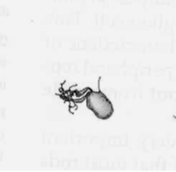 <p>project to parvocellular LGN layers</p><ul><li><p>small cell bodies, short dendrites, thin axons</p></li><li><p>70% of ganglion cells in retina</p></li><li><p>synapse with midget bipolar cells</p></li></ul><p></p>