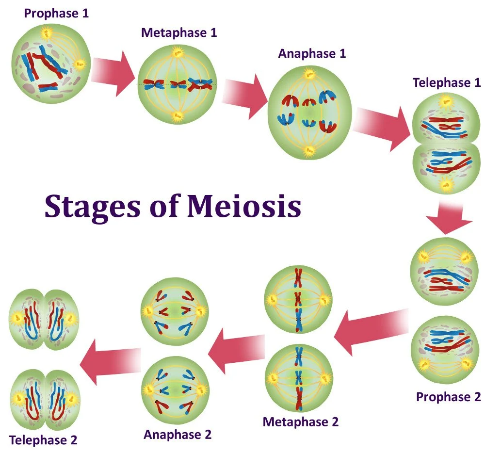 <p>Phases of meiosis/major events</p>