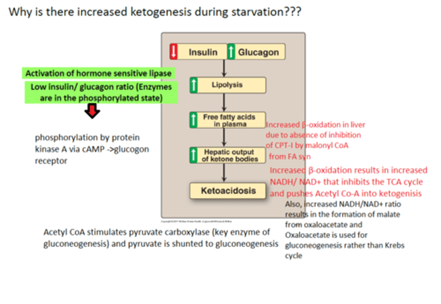 <p>The presence of ketone bodies (acetoacetic acid, beta-hydroxybutyric acid, acetone) n the urine.</p>