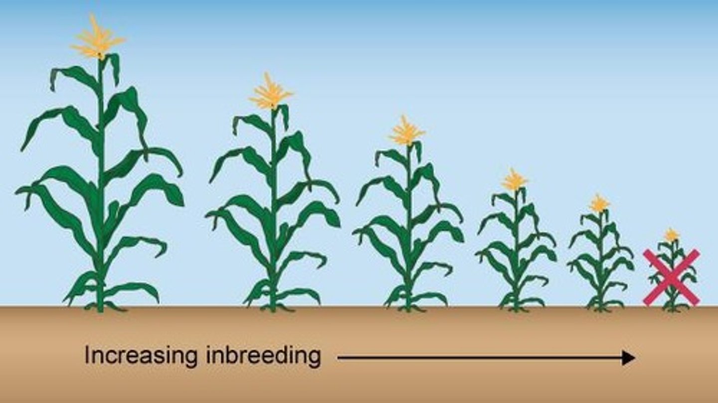 <p>Inbreeding depression and loss of vigor due to restricted genetic diversity, which can lead to local extinction.</p>