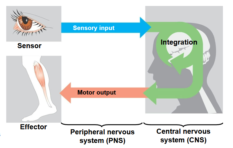 <p>Sensory input, integration, and motor output</p>