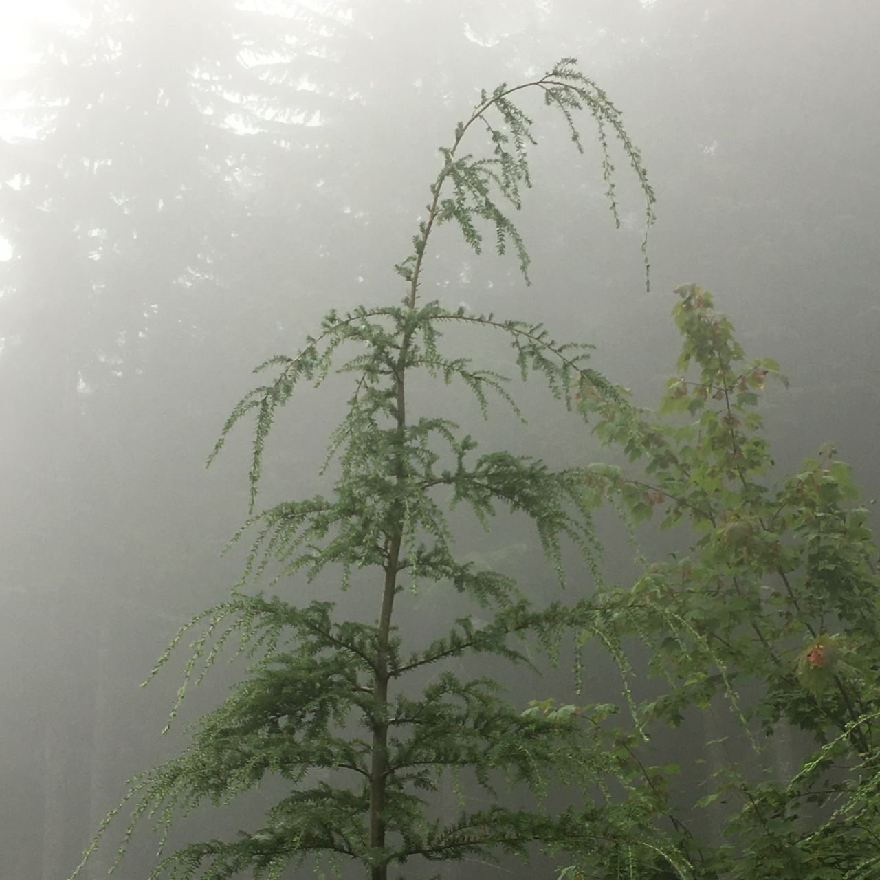 <p>What tree is this?</p>