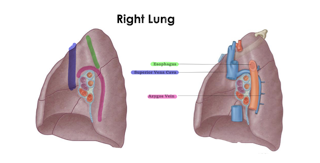 <p>Right Lung</p>