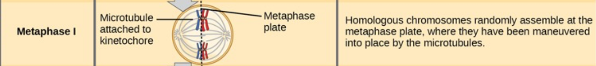 <ul><li><p><span>Homologous pairs line up side-by-side in the middle of the cell.</span></p><p><span>Not single file like in mitosis.</span></p><p><span>(Think two-by-two.)</span></p><p></p></li><li><p>3rd stage of meiosis I, where the <strong>paired homologous chromosomes (tetrads)</strong> line up in the <strong>middle of the cell</strong> along an imaginary line called the <strong>metaphase plate</strong>.</p></li><li><p>Homologous chromosomes are arranged at the cell equator with kinetochores facing opposite poles</p></li><li><p>Maternal and paternal chromatids orient randomly and are mixed when they migrate to the poles</p></li><li><p class="p1">This creates additional genetic variation among daughter cells</p></li></ul><p></p>