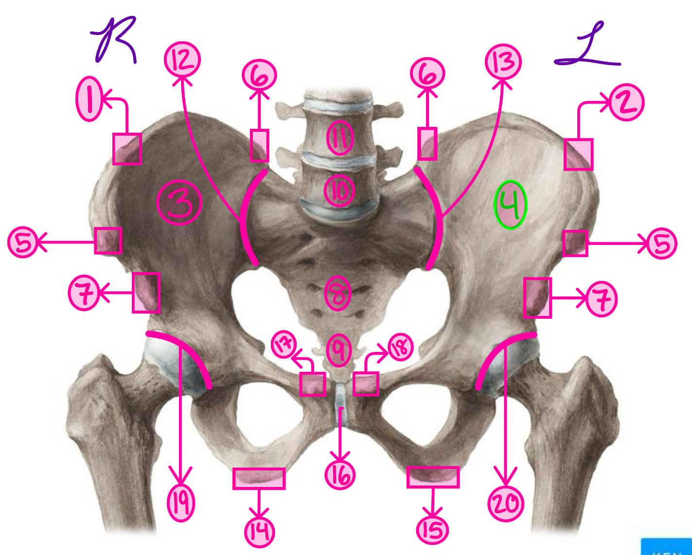 <p>What is the term for #4</p>