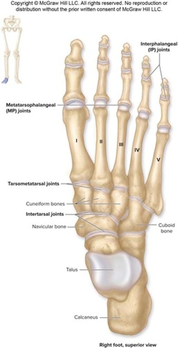 <p>plane joint between distal tarsal bones and metatarsals.</p>