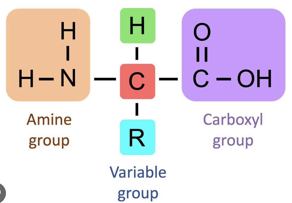 <p>The only way amino acids differ from one another is through the 4th grp - the R group.</p><p>There are 20 different a.as</p>