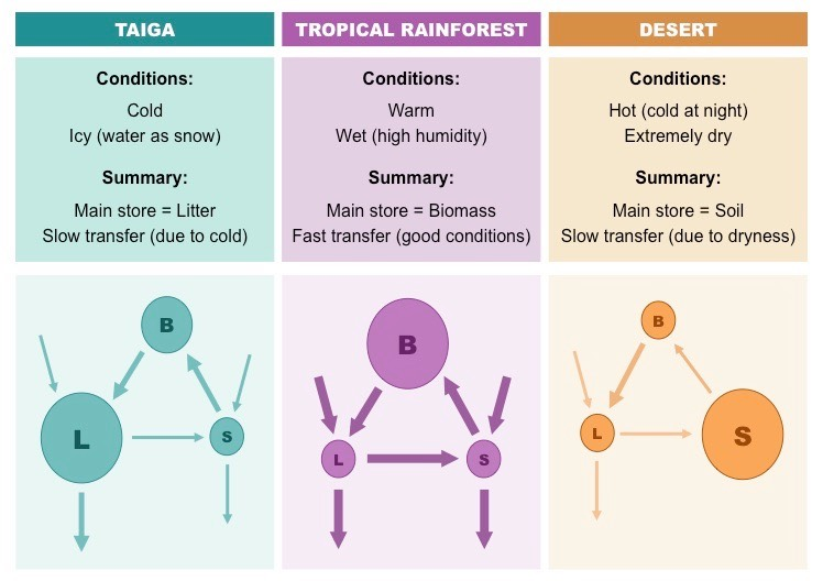 <p>A model that shows the relationship between biomass, litter and soil </p><ul><li><p>Biomass is nutrients in vegetation and animals</p></li><li><p>Litter is nutrients in dead organisms and leaves</p></li><li><p>Soil is nutrients in decomposing matter and soil humus</p></li></ul>