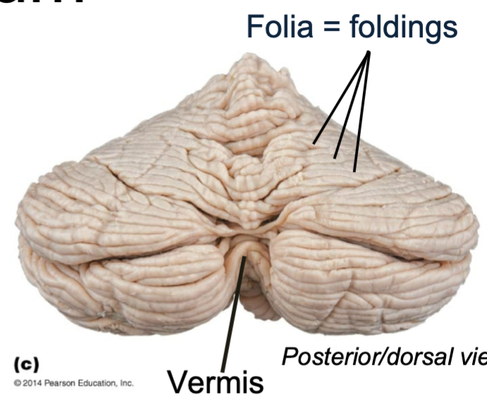 1. Cerebellum 
2. Leaflike folds that increase surface area