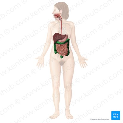 <p>the final section of the digestive tract, responsible for absorbing water and electrolytes and forming feces.</p>