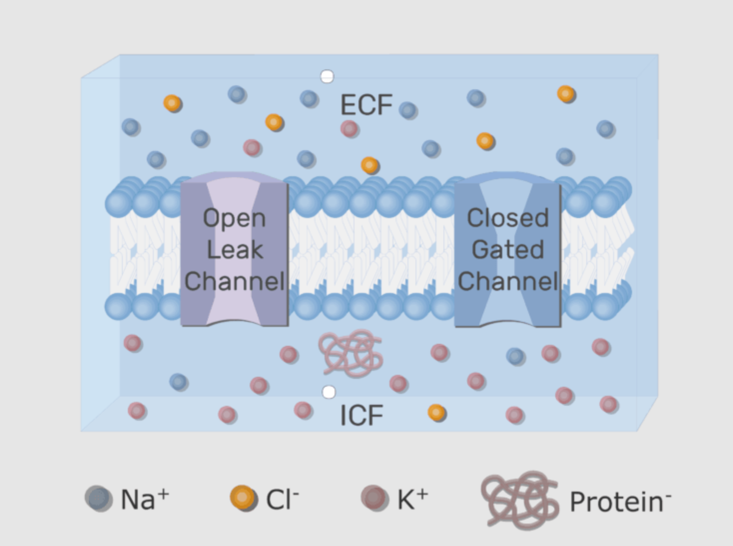 <p>Although both are membrane channels, passive channels are always open for molecules to diffuse and the permeability of the membrane changes in response to the environment whereas active channels open to specific stimuli and will briefly increase or decrease membrane permeability to an ion. </p>