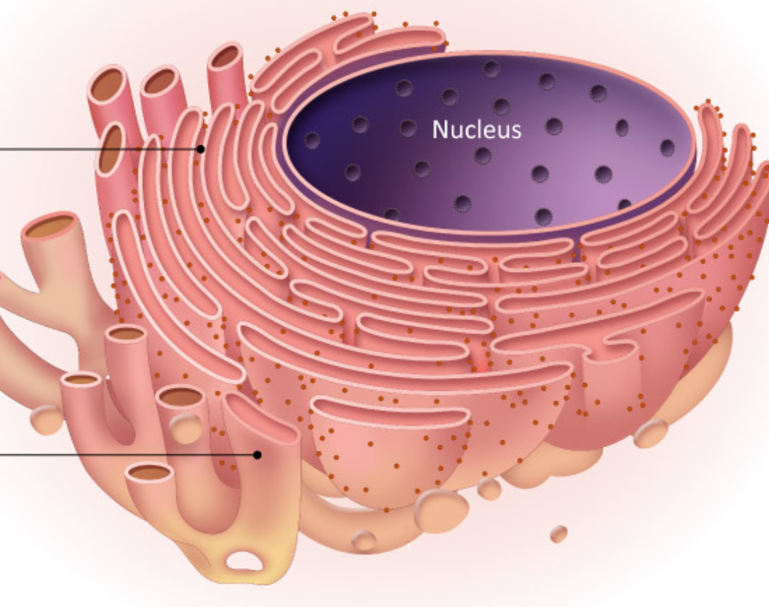 <p>Network of passageways that carries materials from one part of the cell to the other</p>