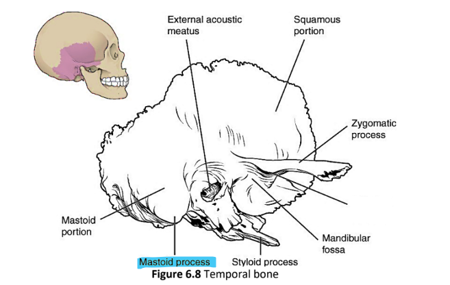 <p>mastoid process</p>