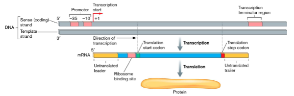 <ul><li><p>false</p></li><li><p>guided by un-transcribed DNA regulatory sequences</p></li></ul><p></p>