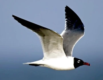 <p>Dark gray with black head (breeding) and loud call.</p>