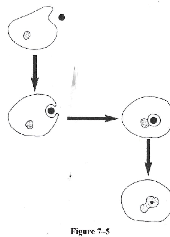 <p>Which means of particle transport is shown in figure 7–5 above?</p>