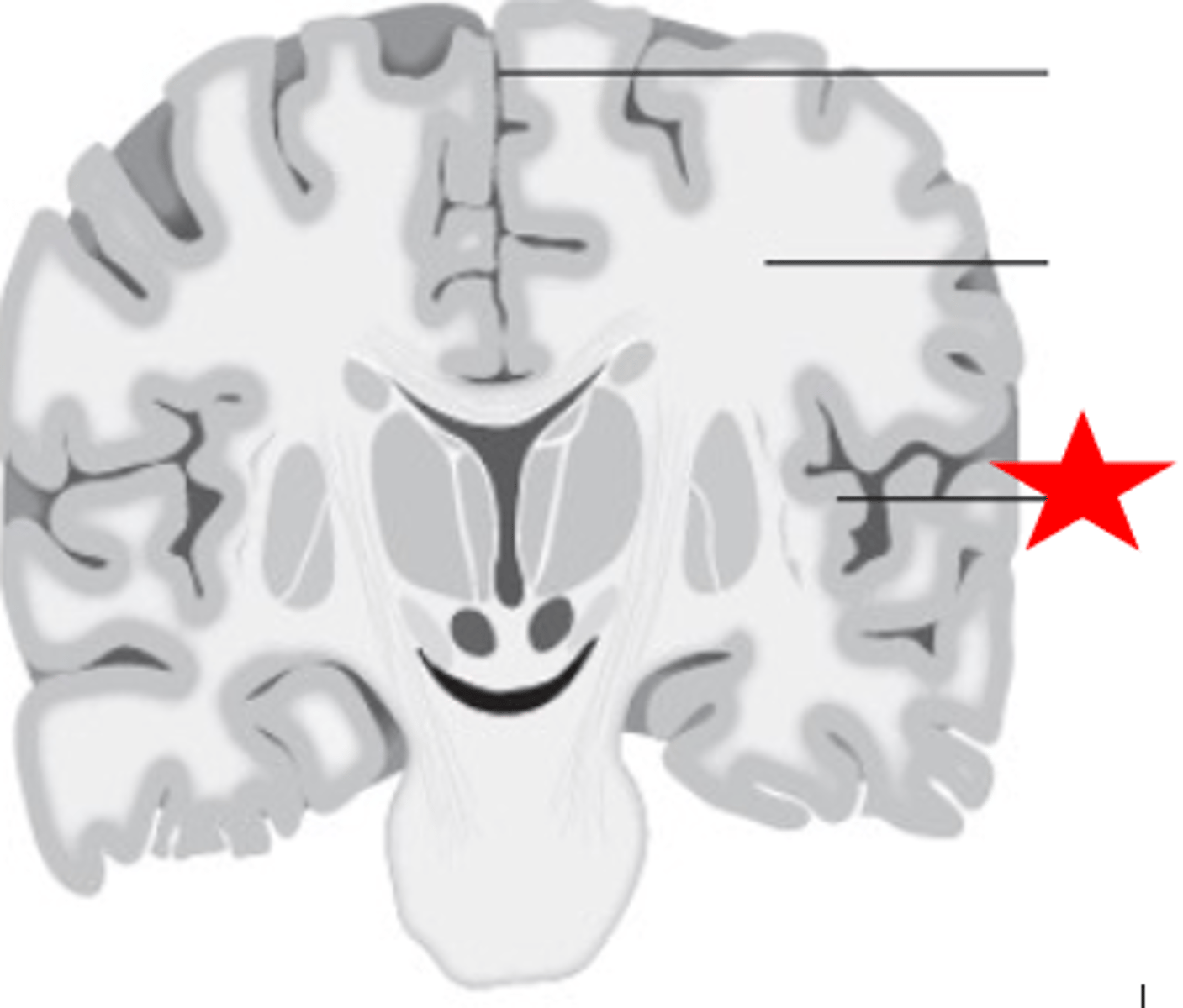 <p>'cerebral cortex'</p>