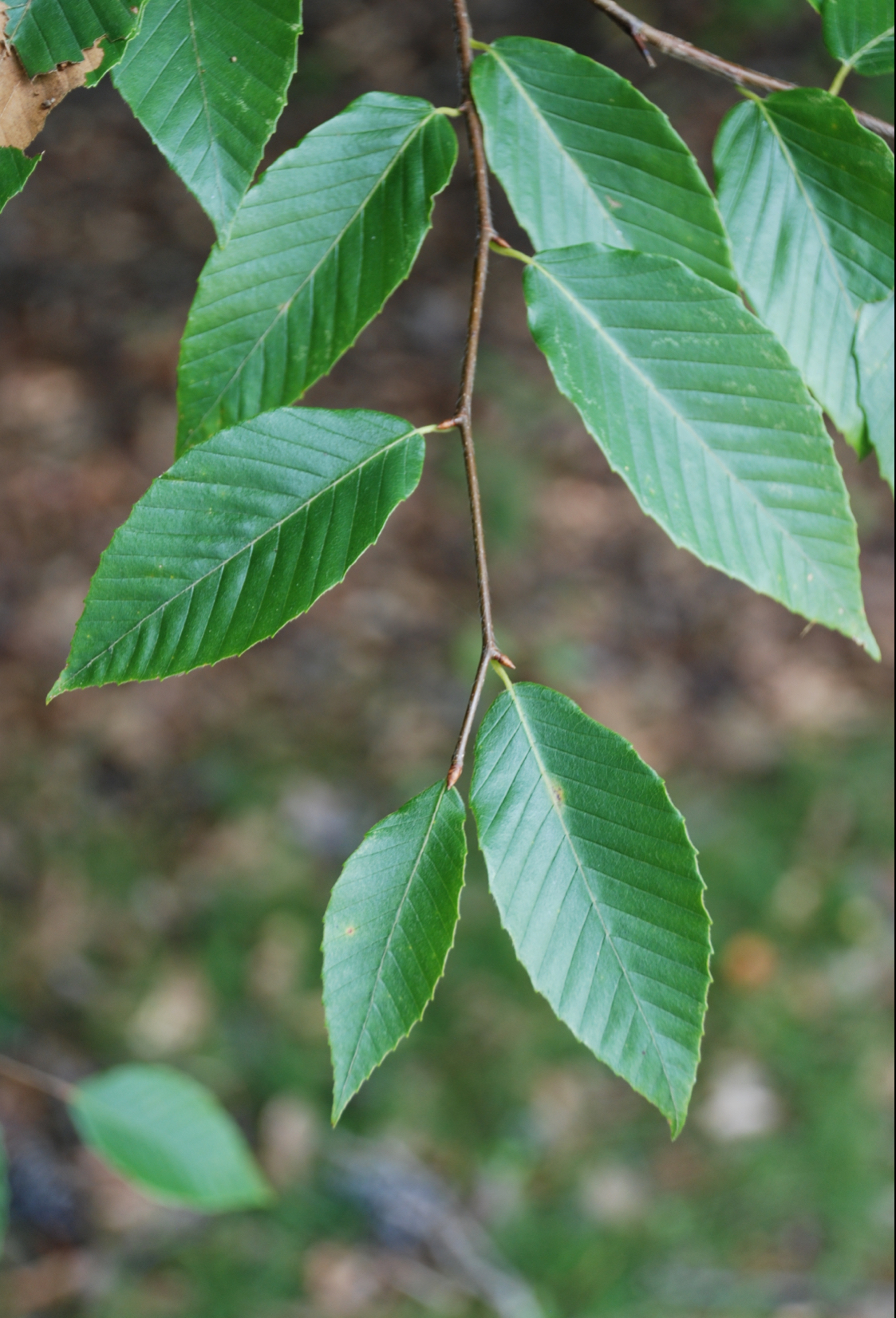 <p>American beech </p>