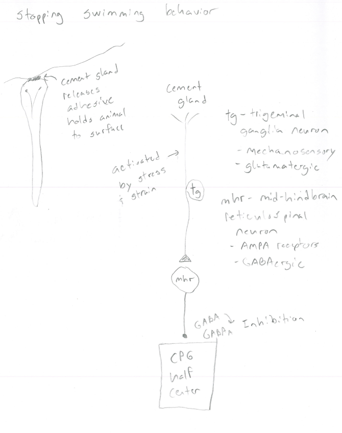 <p>Sensory neurons in cement gland. IT is mechanosensory and is activated by stress and strain. IT is Gluatmatergic, and releases Gluatemate (excitory) to bind to the AMPA receptors on Mid-hind brain (mhr).</p>