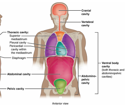 <p>Ventral (anterior) Cavity</p>