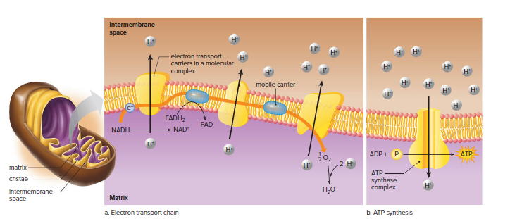The organization of cristae.